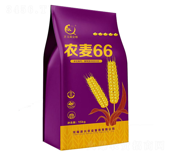 農(nóng)麥66-小麥種子-上之品